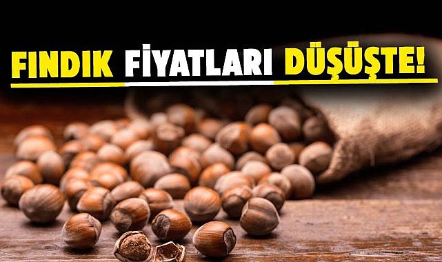 Fındık fiyatları düşüşte! Üreticiler zor durumda