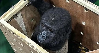 Havalimanı'nda goril yavrusu yakaladı