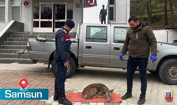 Jandarma yaralı karacaya sahip çıktı