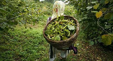Kar yağışı fındık üreticisini sevindirdi