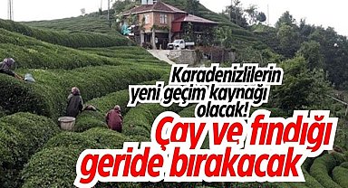 Karadenizlilerin yeni geçim kaynağı olacak! Çay ve fındığı geride bırakacak