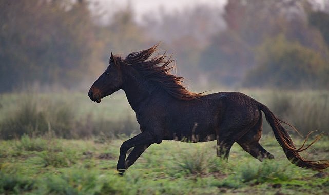 Kızılırmak Deltası'nda sanat eserini andıran manzaralar