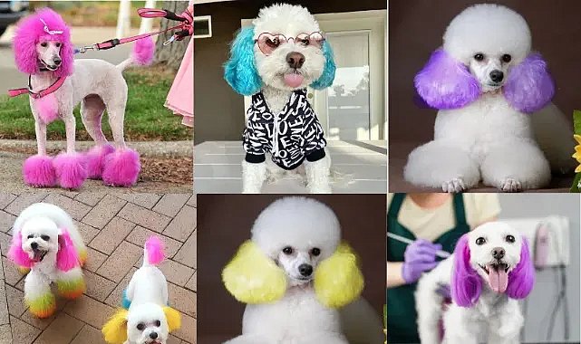 Köpekleri boyama çılgınlığı büyüyor! Güzellik mi, sağlık riski mi?