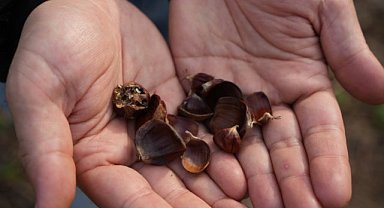 OMÜ’den devrim! Kestane ağaçlarına hayat veren buluş
