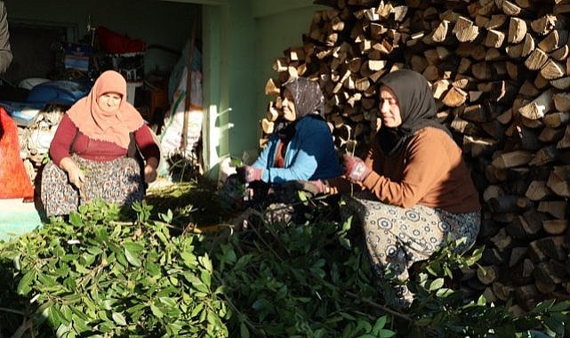 Samsun Alaçam'da defne yaprağı kadınlara kazanç kapısı oldu