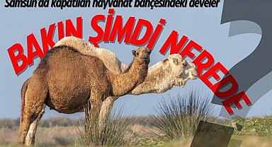 Samsun'da kapatılan hayvanat bahçesindeki develer bakın şimdi nerede