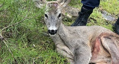Samsun'da karacaya otomobil çarptı! Karacayı ağır yaralayan sürücü kaçtı