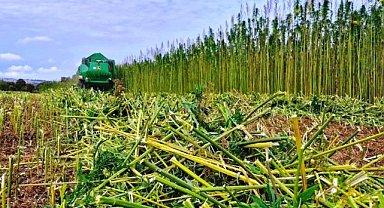 Samsun'da kenevirde tıbbı kullanımda yeni dönem