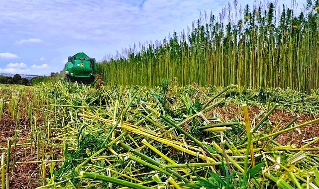 Samsun'da kenevirde tıbbı kullanımda yeni dönem