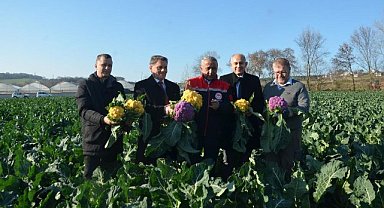 Samsun'da renkli karnabahar hasadı başladı
