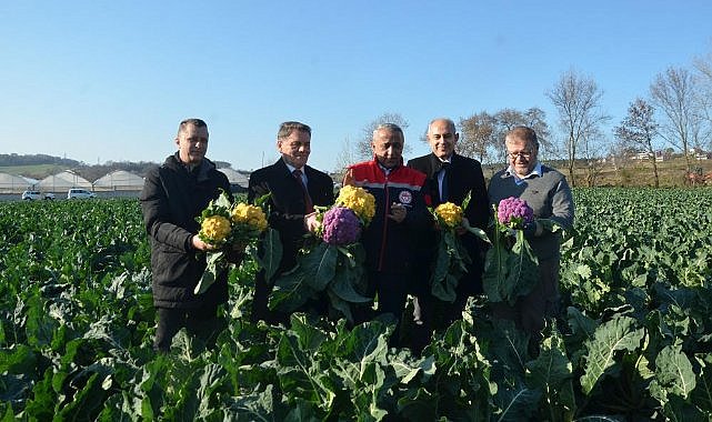 Samsun'da renkli karnabahar hasadı başladı