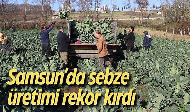 Samsun'da sebze üretimi rekor kırdı