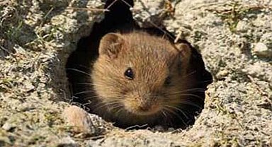 Samsun'da tarla fareleri tarım alanlarına zarar veriyor