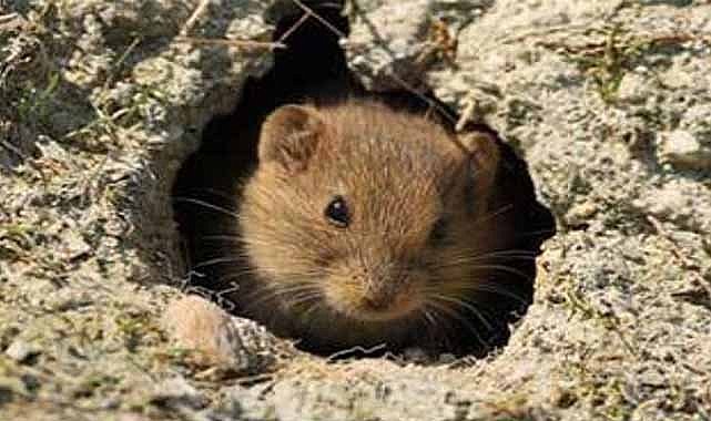 Samsun'da tarla fareleri tarım alanlarına zarar veriyor