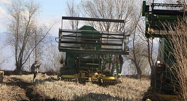 Samsun'da yetişen endüstriyel kenevir müptelaların beklentisini karşılamıyor