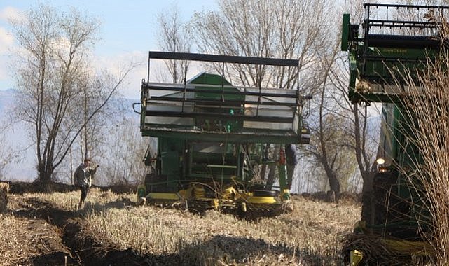 Samsun'da yetişen endüstriyel kenevir müptelaların beklentisini karşılamıyor