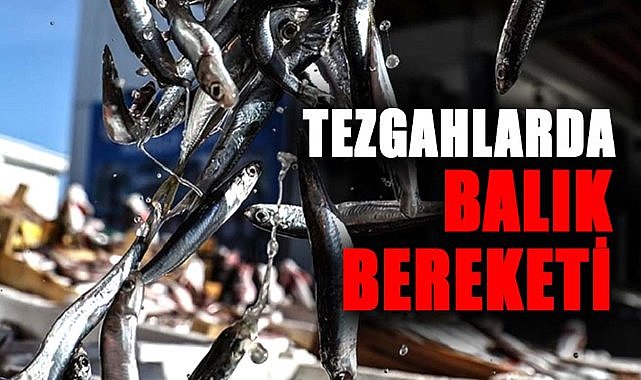Samsun tezgahlarında balık bereketi