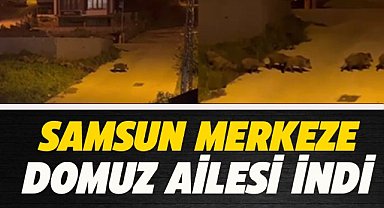 Samsun'un Atakum ilçesinde domuz sürüsü gezintiye çıktı