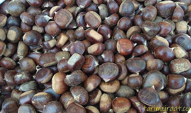 Sinop kestanesi pazar tezgahlarında el yakıyor