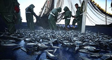 Türkiye'nin en çok avladığı balık türü belli oldu! Avcılık ve yetiştiricilikte büyük artış