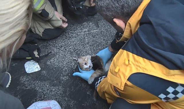 Yangından etkilenen kediye kalp masajıyla hayat verdi