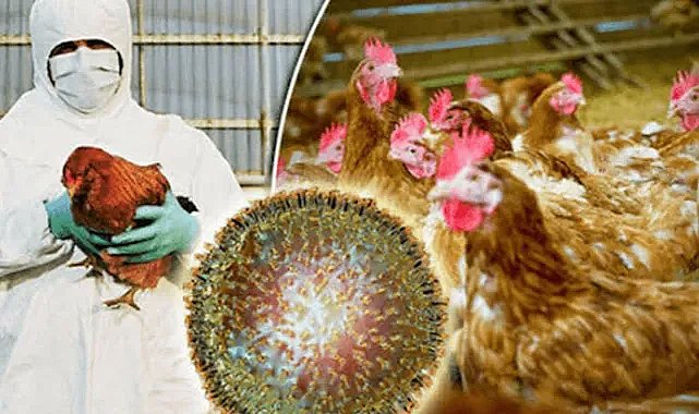 Yeni pandemi kapıda: Kuş gribi mutasyon geçiriyor!