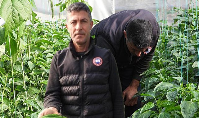 Zayıflamaya yardımcı oluyor ve vücuda ciddi faydaları var!