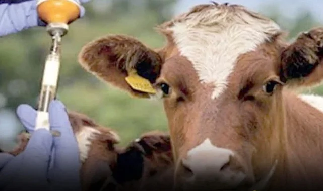 1,5 milyon hayvan aşılandı