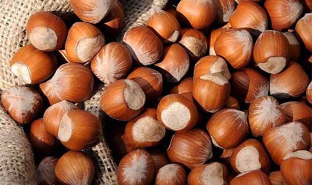 22 Ocak fındık fiyatları ne kadar?