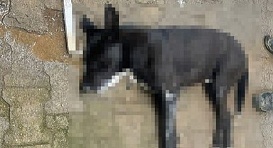 Caniler 4 köpek ile 2 kediyi zehirledi