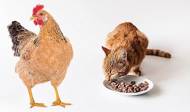 Evcil hayvan mamalarında kuş gribi alarmı: Mamalar tehditte!