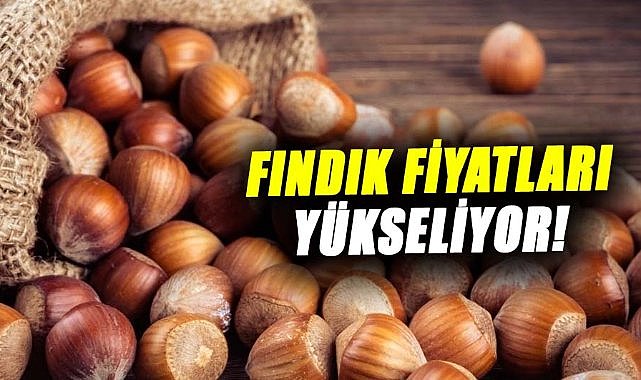Fındık fiyatları yükseliyor!