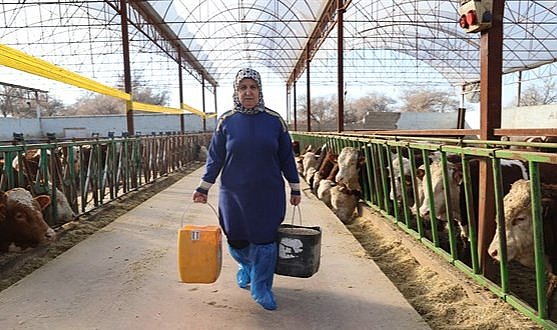 Hobi olarak başladığı çiftlikte büyükbaş hayvan sayısını 780'e çıkardı