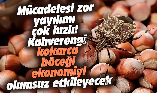 Kahverengi Kokarca tarım ürünlerinin neredeyse tamamına zarar veriyor