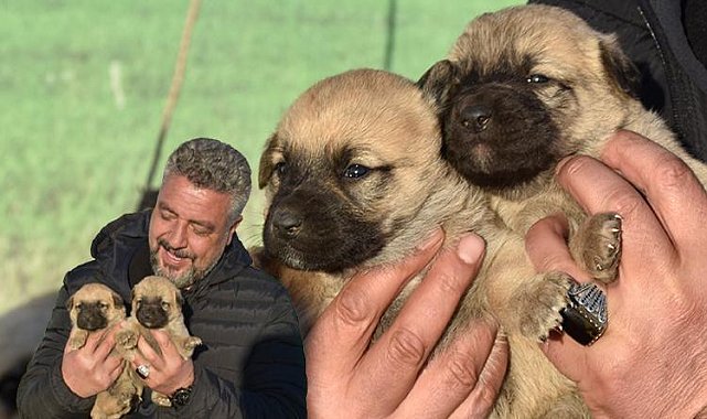 Kangal köpeği sevdası onu girişimci yaptı! Üretim çiftliği kurdu