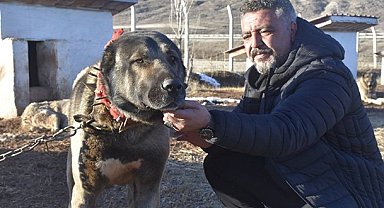 Kangal köpeği sevdasını 'safkan' üretim çiftliğine dönüştürdü