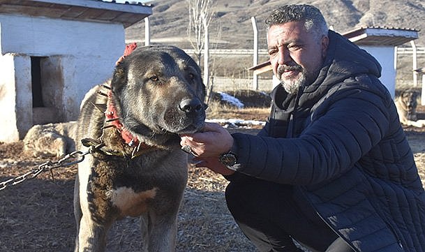 Kangal köpeği sevdasını 'safkan' üretim çiftliğine dönüştürdü
