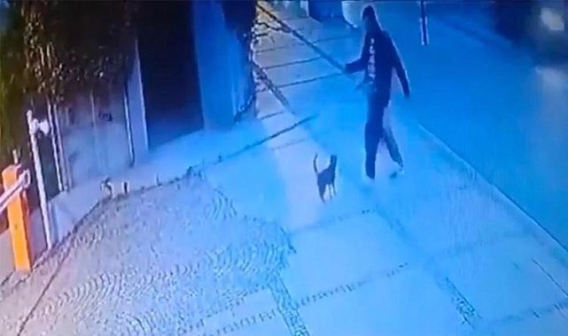 Kediyi tekmeleyen saldırganın cezası belli oldu