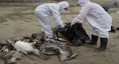 Kuş gribinde kritik mutasyon! Bilim insanlarından ölümcül virüs uyarısı