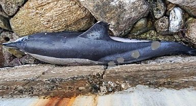 Ölü yunus balığı kayalıklara vurdu