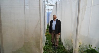 OMÜ kenevir genotiplerinin gen bankasını oluşturmayı amaçlıyor