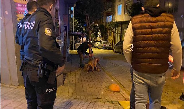 Sahibinin elinden kurtulan pitbull cinsi köpek dehşet saçtı