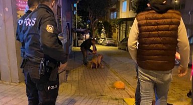 Sahibinin elinden kurtulan pitbull dehşet saçtı!