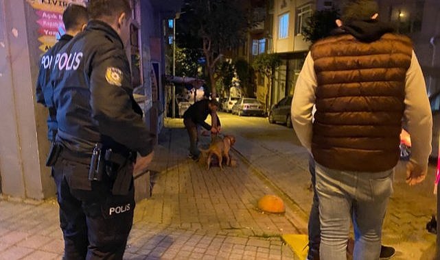 Sahibinin elinden kurtulan pitbull dehşet saçtı!