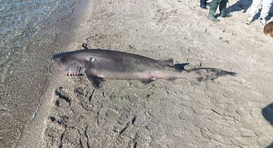 Sahilde ölü köpek balığı bulundu
