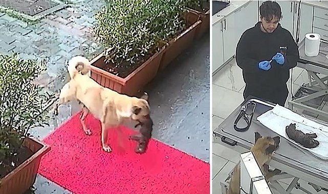 Sahipsiz köpek ölmek üzere olan yavrusunu veteriner kliniğine getirdi
