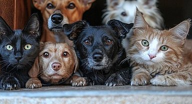 Salihli’de sokak hayvanları zehirlenerek öldürüldü: Hayvanseverlerden ceza talebi