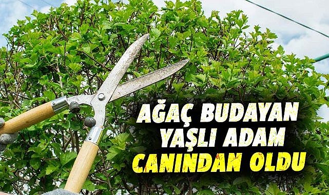 Samsun'da ağaç budayan yaşlı adam canından oldu