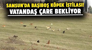 Samsun'da başıboş köpek istilası! Vatandaş çare bekliyor