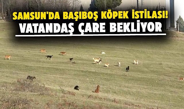 Samsun'da başıboş köpek istilası! Vatandaş çare bekliyor